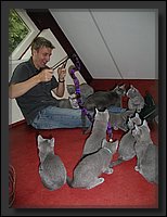 15 - Russisch Blauw Kittens Nicolaya's Cattery.JPG